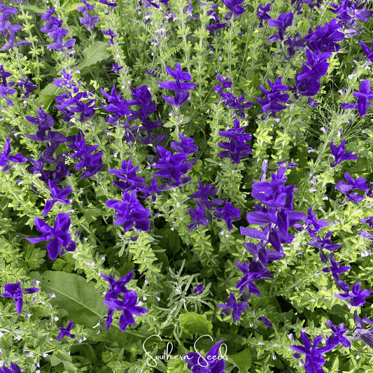 Close-up of purple flowers with green leaves, featuring the brand 'Southern Seeds'.