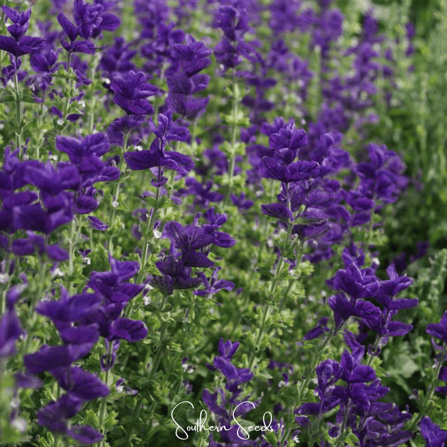 Close-up of purple Clary Sage flowers with 'Southern Seeds' branding.