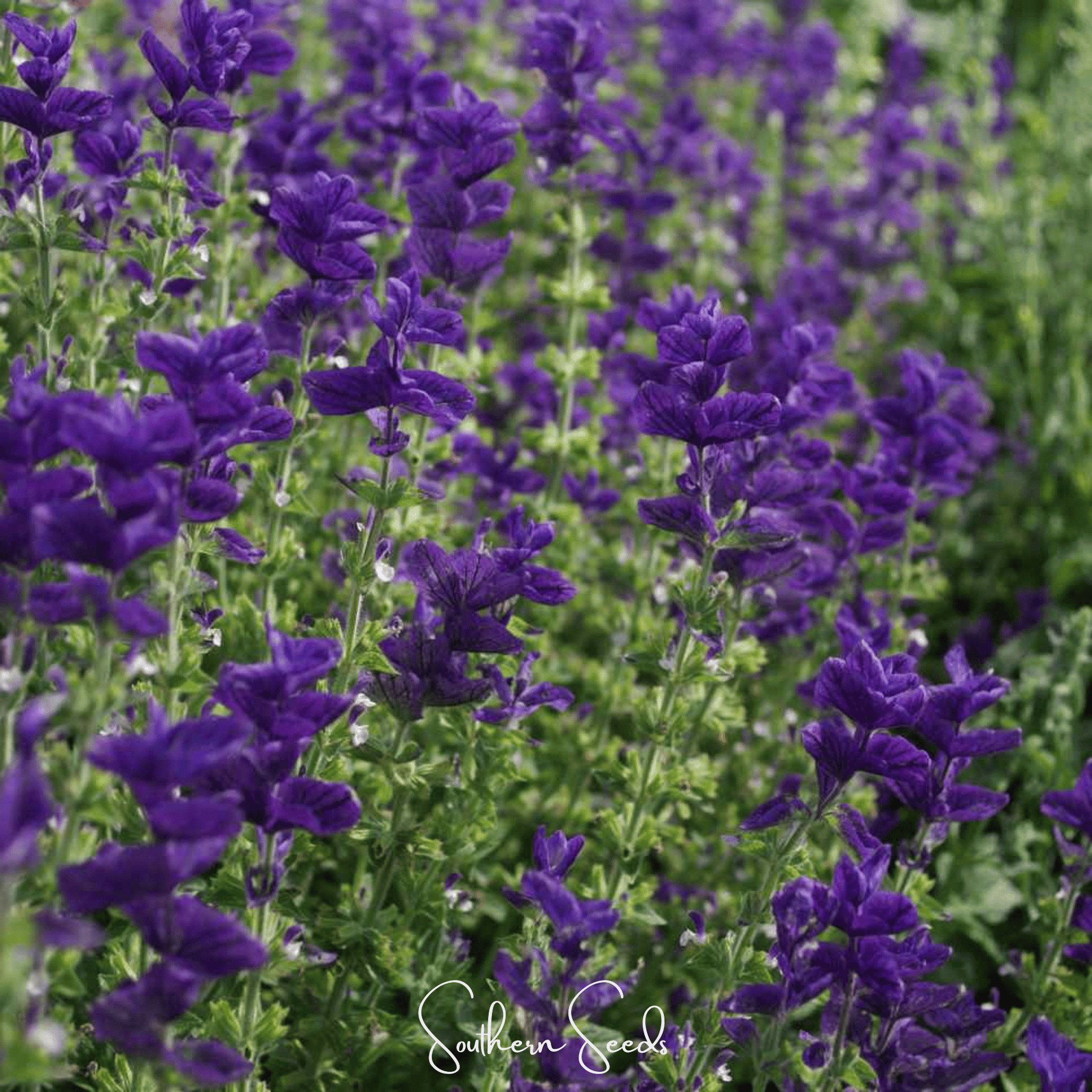 Close-up of purple Clary Sage flowers with 'Southern Seeds' branding.