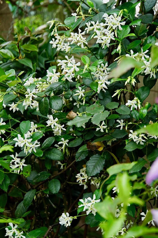White flowers with green leaves in a natural setting