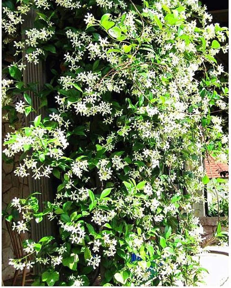 Vine with white flowers and green leaves in a garden setting