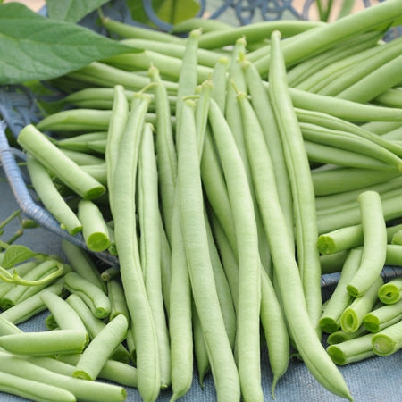 Green beans on a blue cloth with leaves in the background