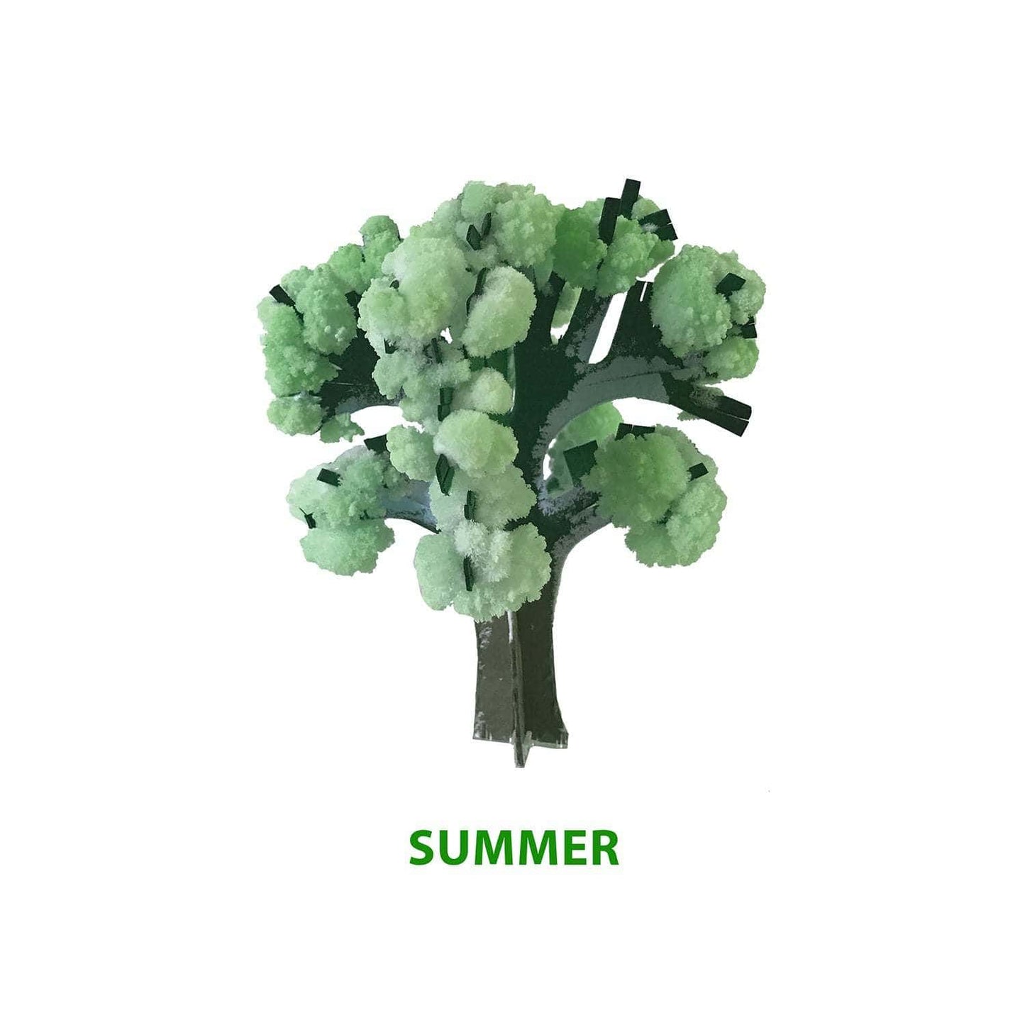 Model tree with green leaves on a white background, labeled 'SUMMER'.