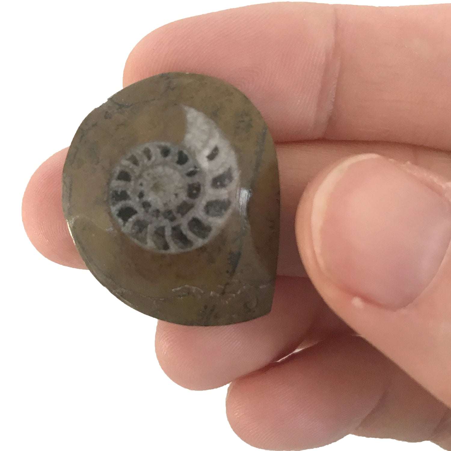 Hand holding a fossilized ammonite shell against a white background