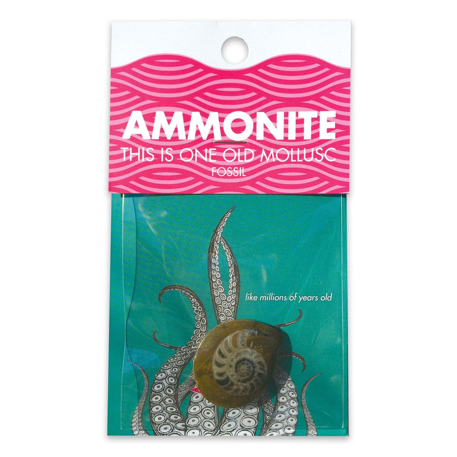 Packaged ammonite fossil with pink and white label on a teal background