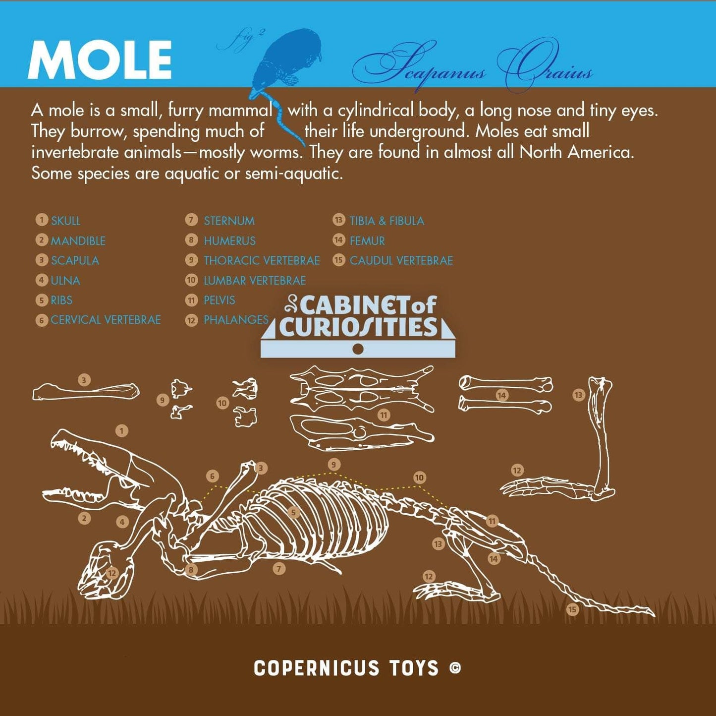 Cabinet of Owl Pellets | Copernicus Toys | Real owl pellets | Facts and instructions included…