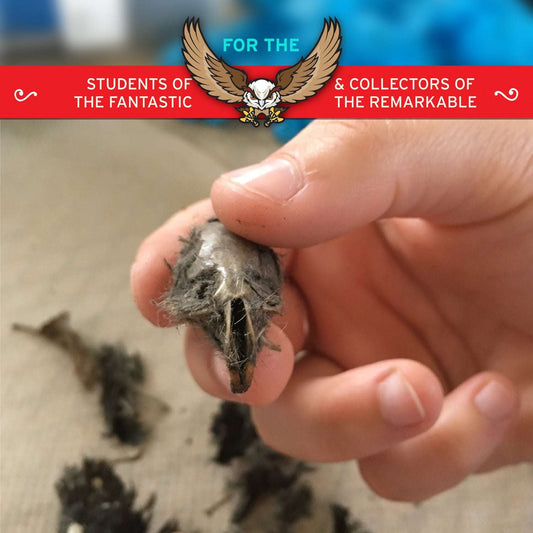 Hand holding a small bird skull with promotional text at the top