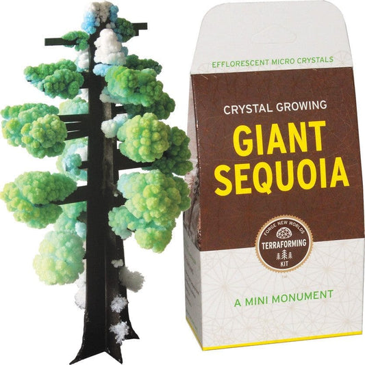 Crystal growing giant sequoia tree next to its packaging