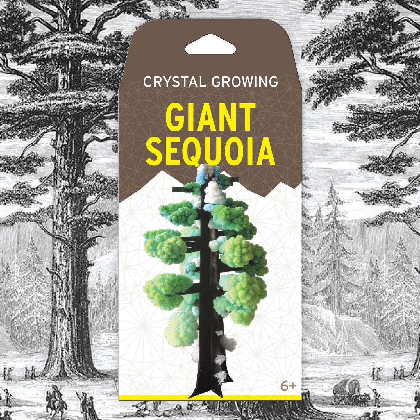 Crystal growing kit packaging for Giant Sequoia with tree illustration and text on a detailed background.