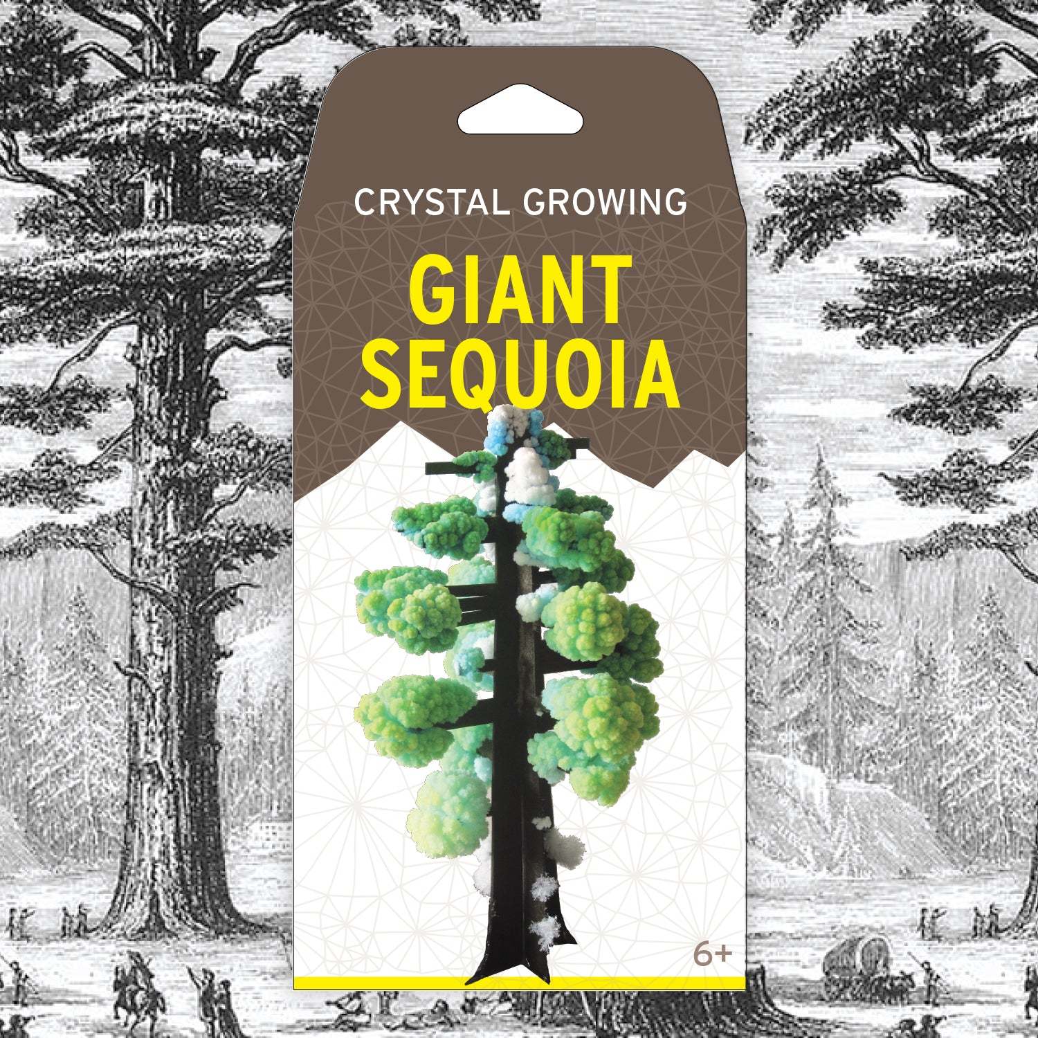 Crystal growing kit packaging for Giant Sequoia with tree illustration and text on a detailed background.