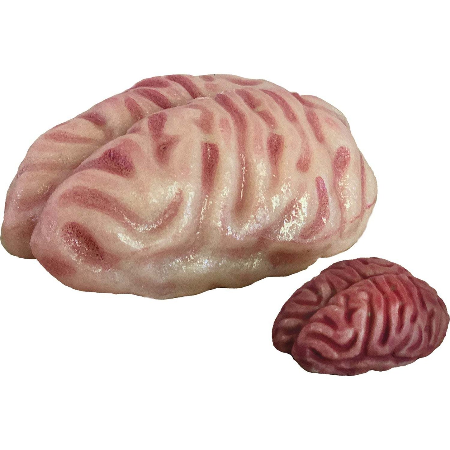 Model of a brain with detailed folds on a white background