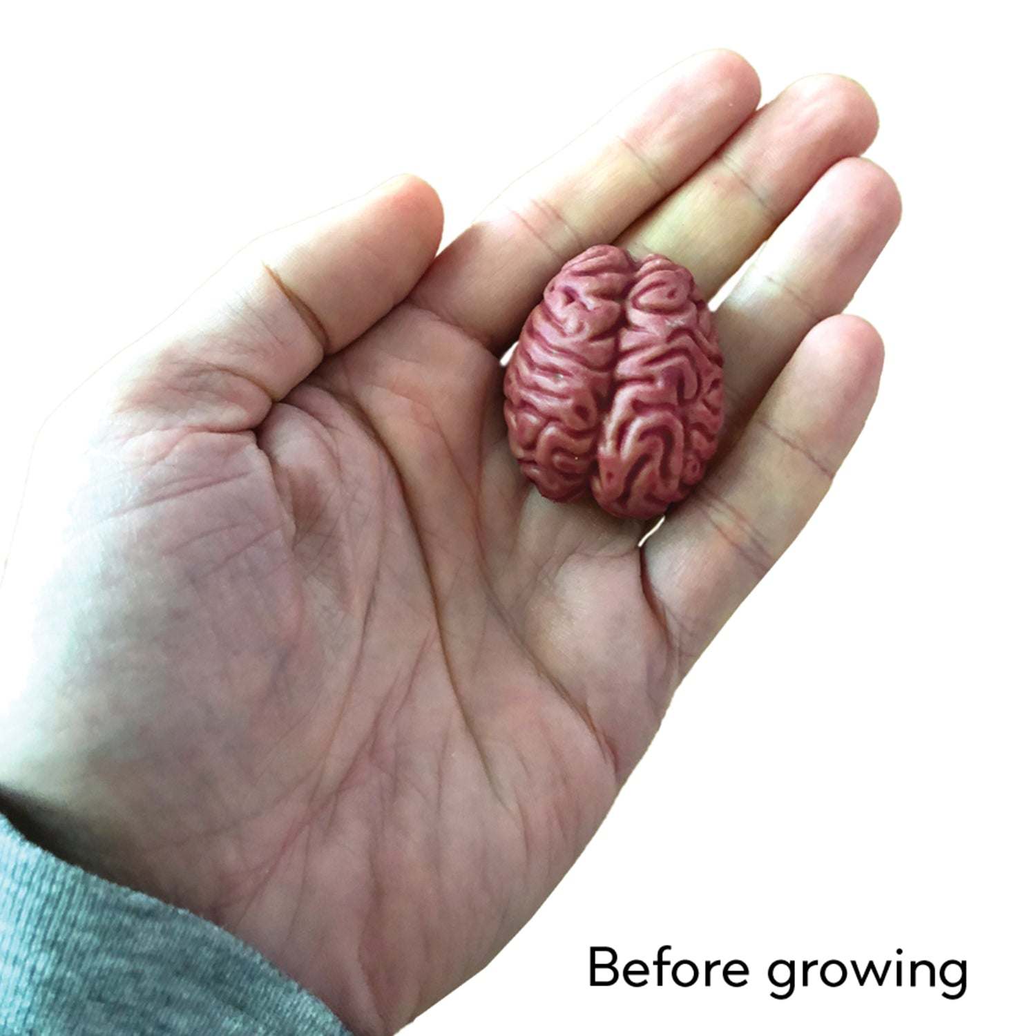 Hand holding a small brain-shaped object with 'Before growing' text on a white background