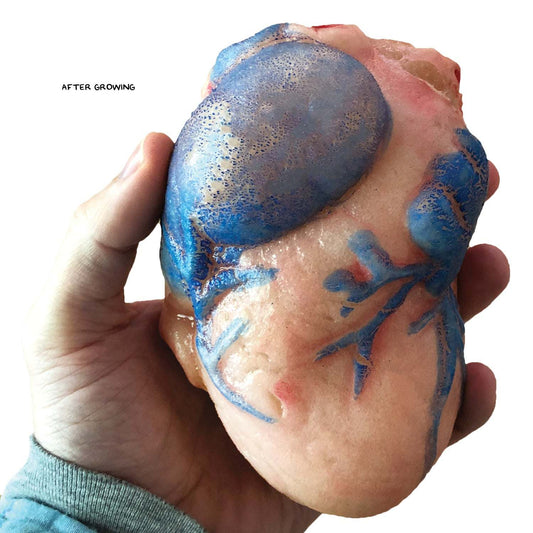 Hand holding a blue and gold object with 'AFTER GROWING' text on a white background