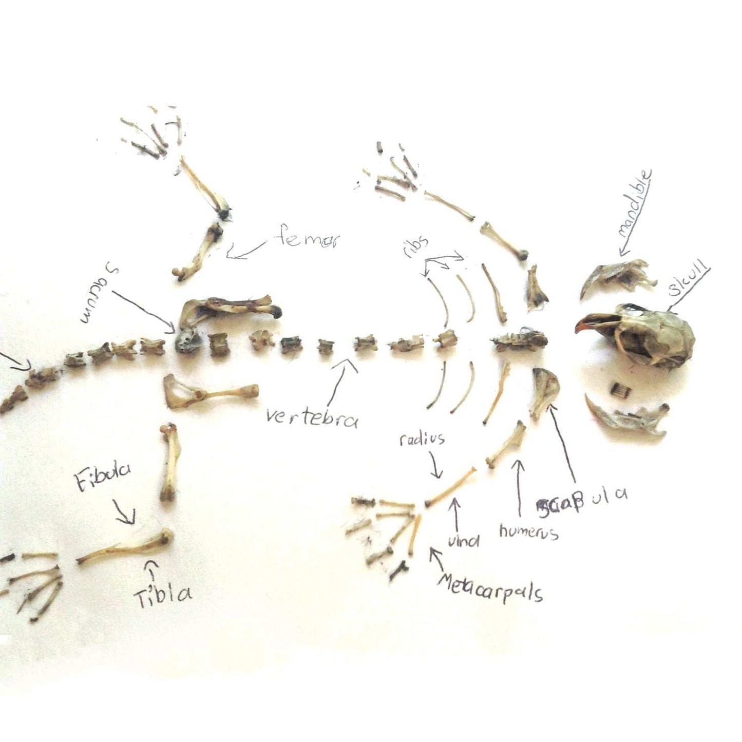 Anatomical diagram of a skeleton with labeled bones on a white background