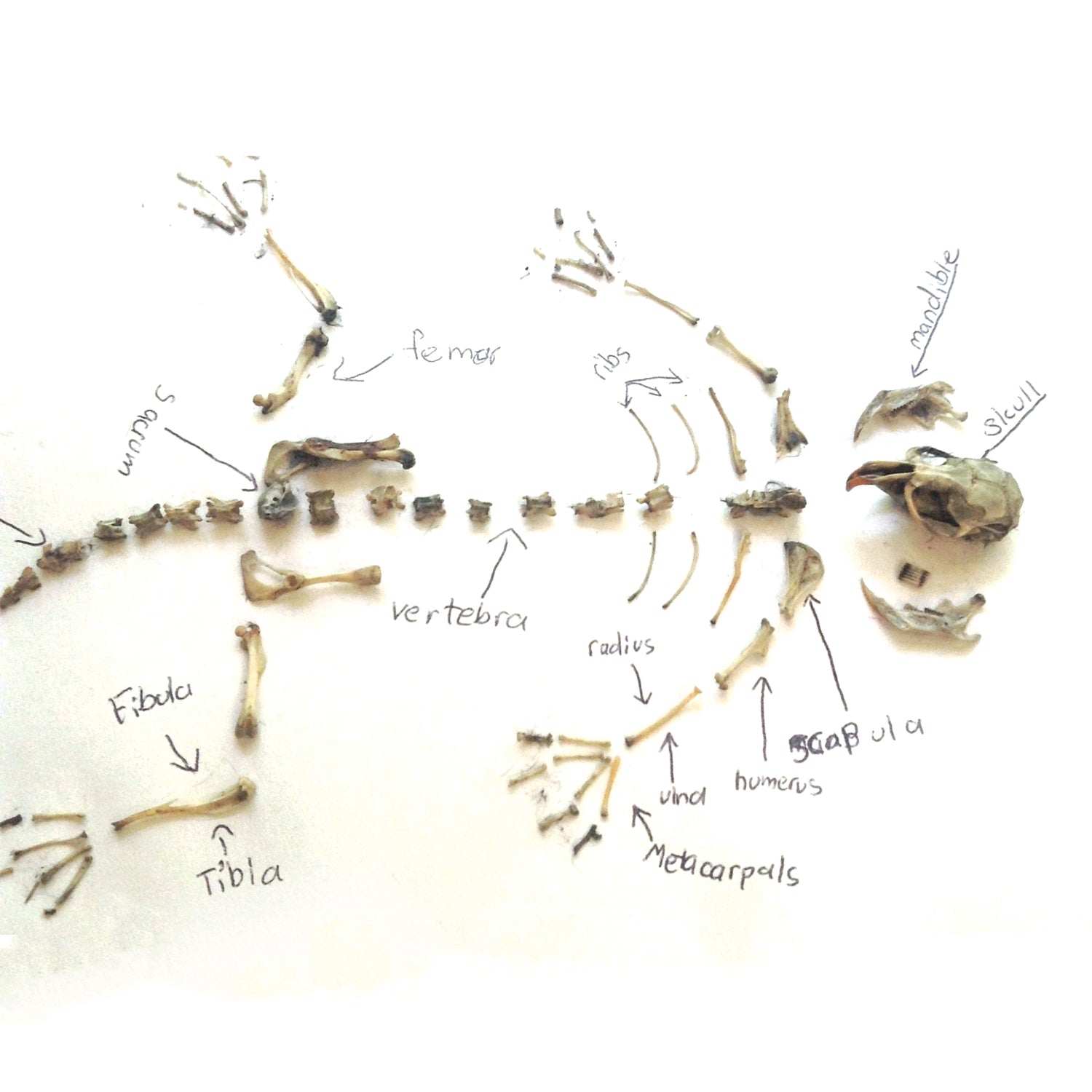 Anatomical diagram of a skeleton with labeled bones on a white background