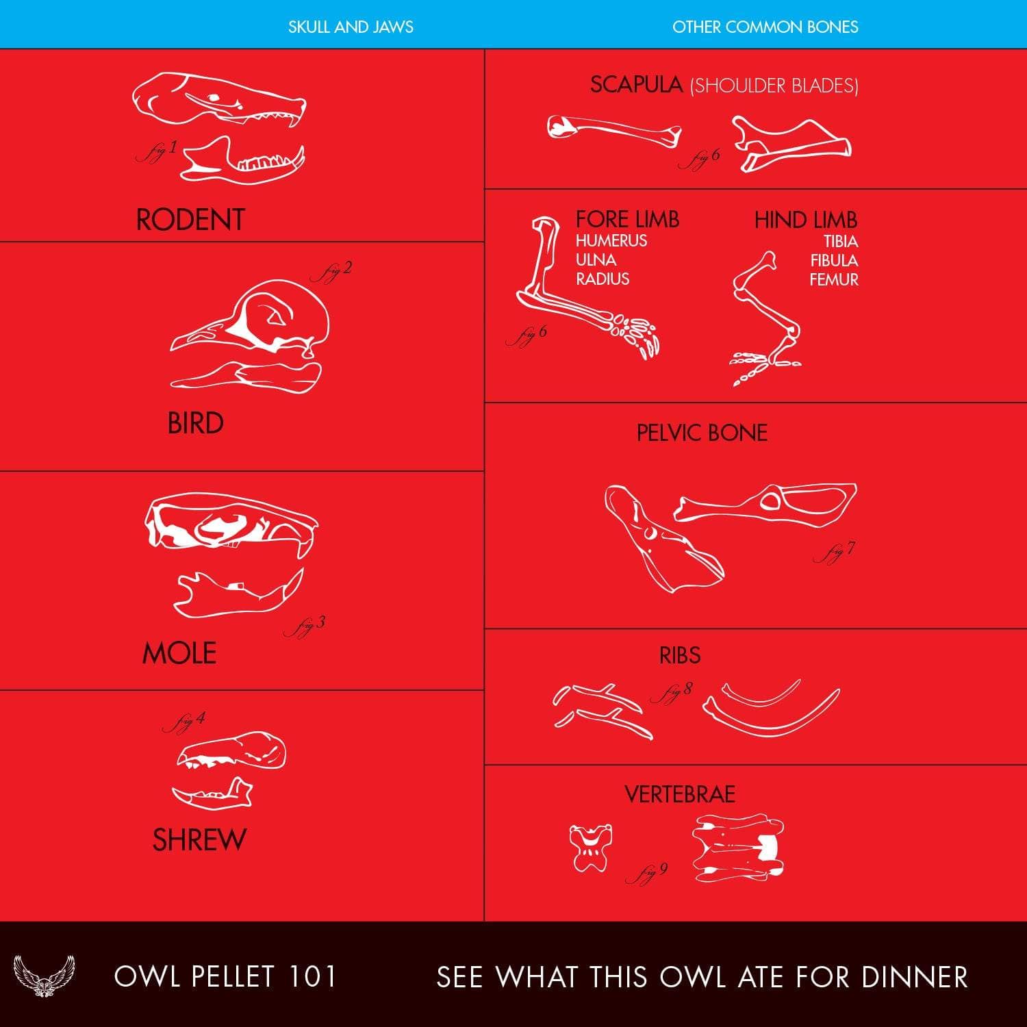 Diagram of owl pellet components with labels on a red background