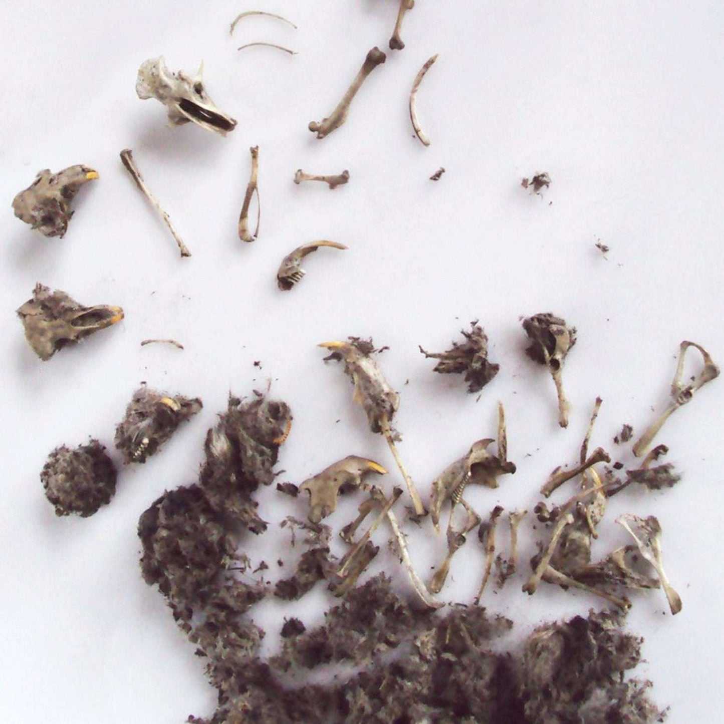 Dried owl pellet contents scattered on a white background