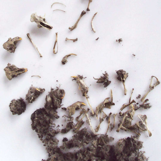 Dried owl pellet contents scattered on a white background