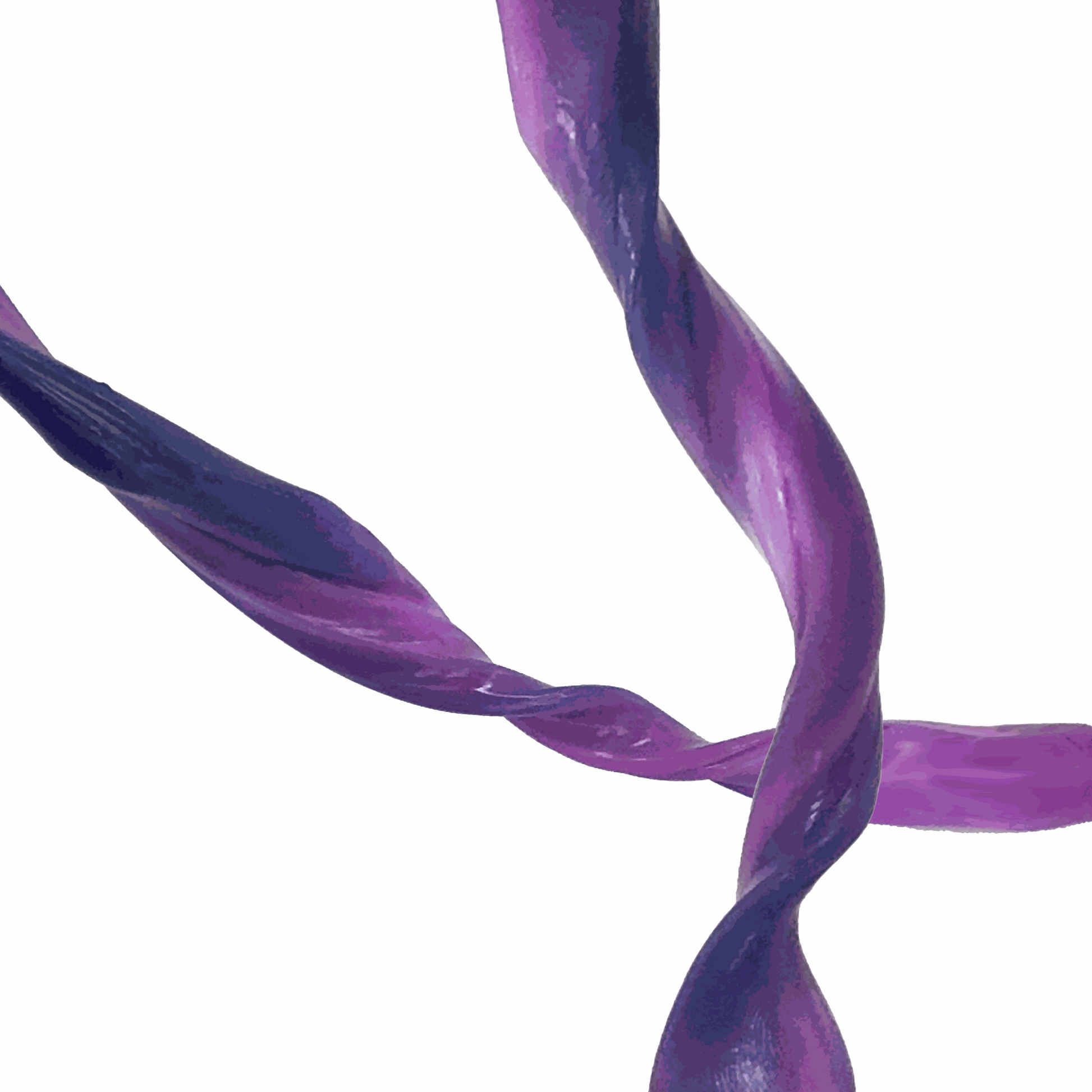 Close-up of purple putty being stretched on a white background