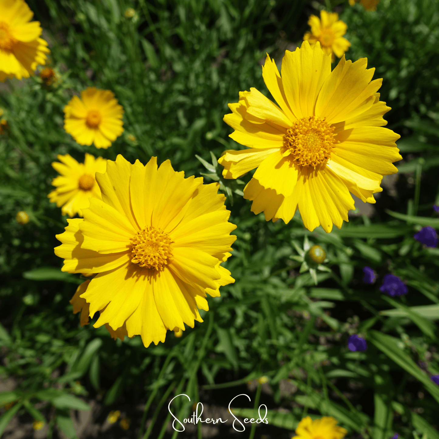 Yellow Coreopsis flowers with green foliage in the background, featuring 'Southern Seeds' branding.