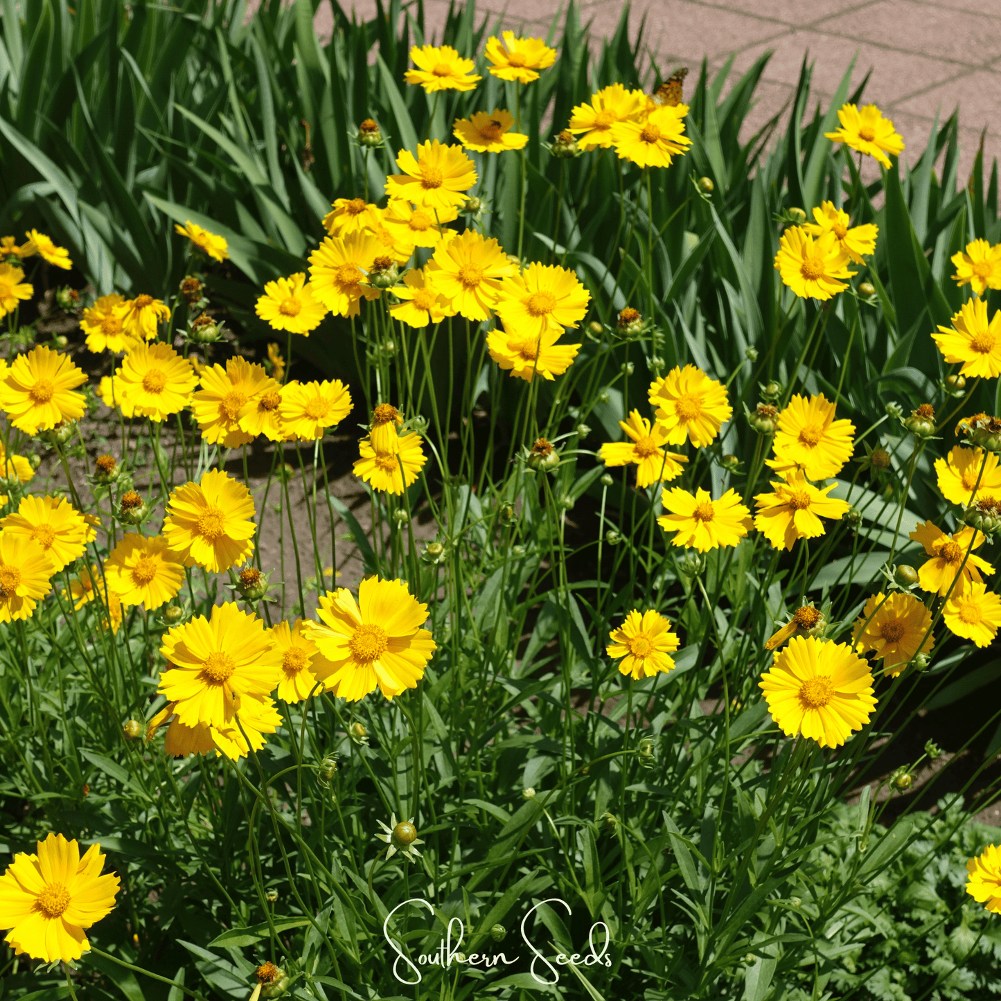 Yellow Coreopsis flowers in a garden with 'Southern Seed' branding.