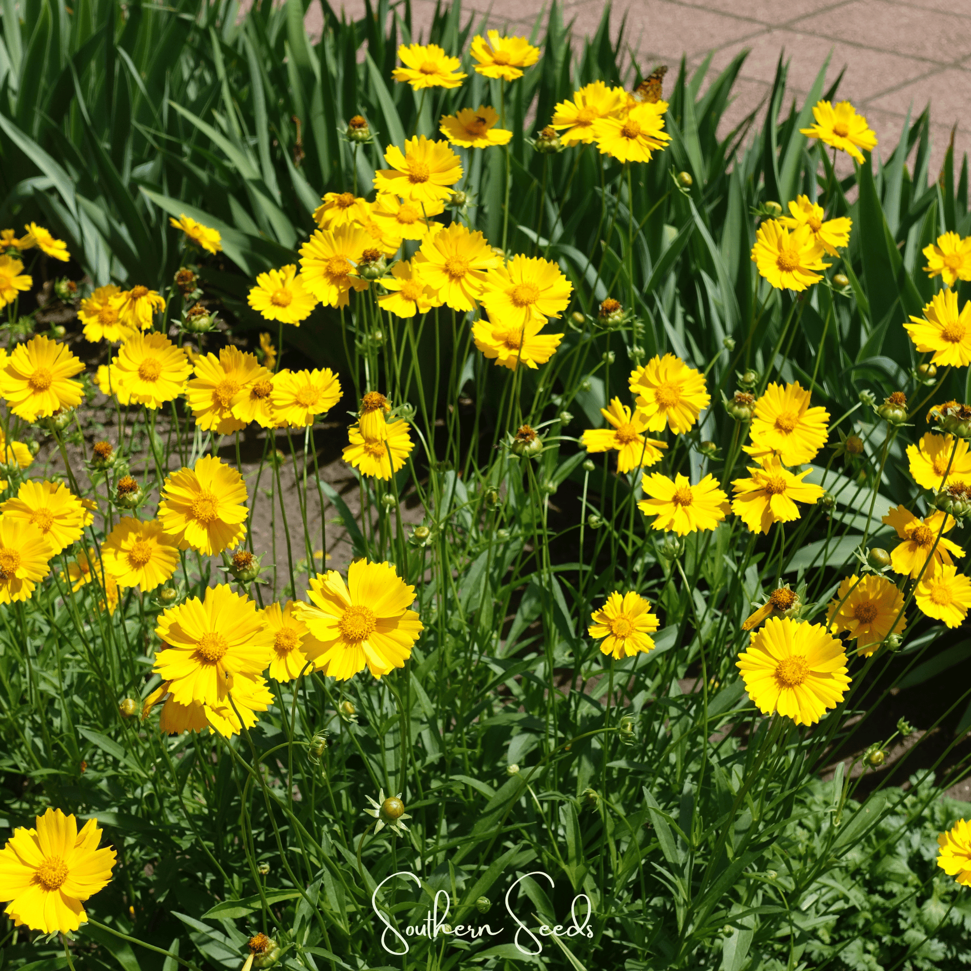 Yellow Coreopsis flowers in a garden with 'Southern Seed' branding.