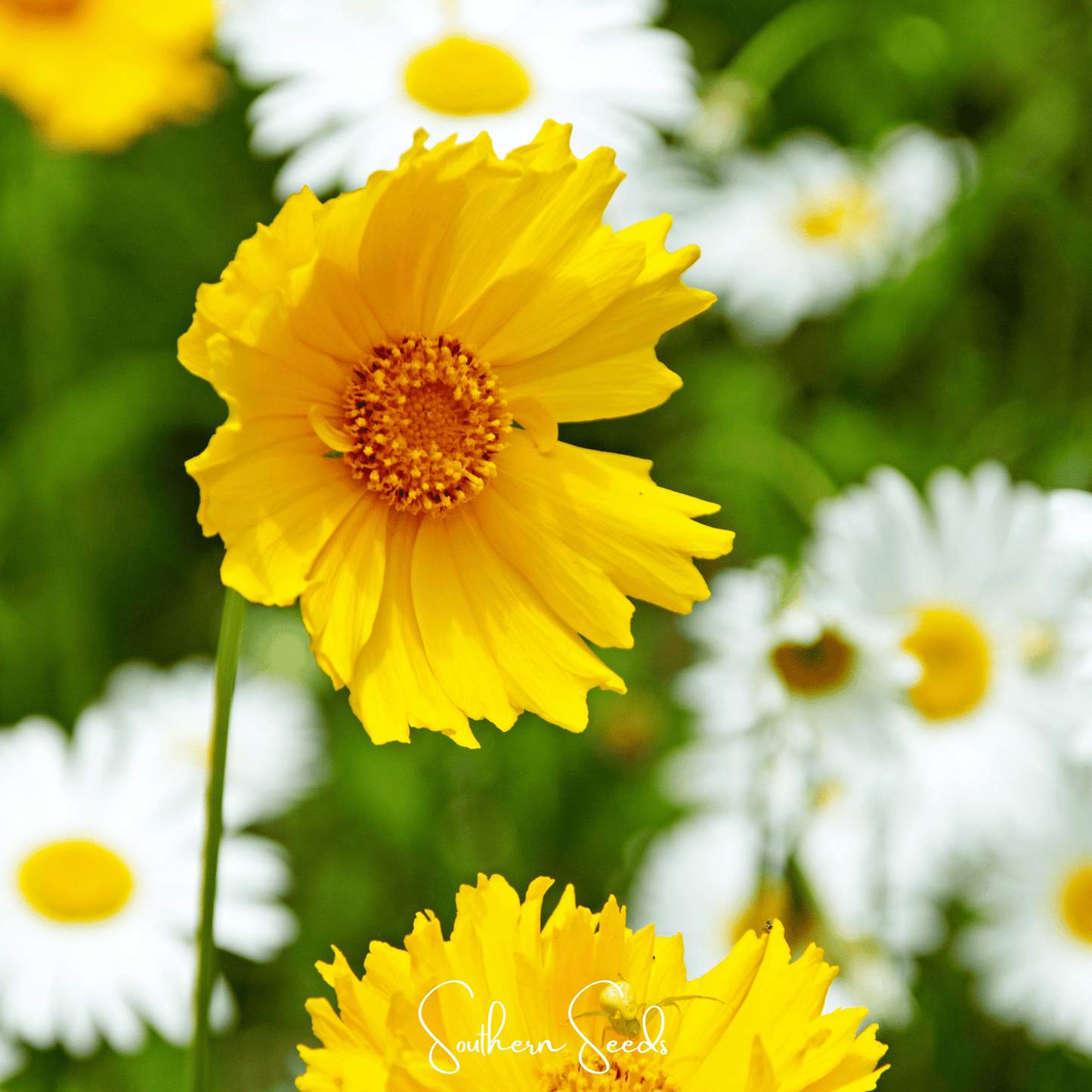 Close-up of a yellow Coreopsis flower with a blurred background of greenery and other flowers.