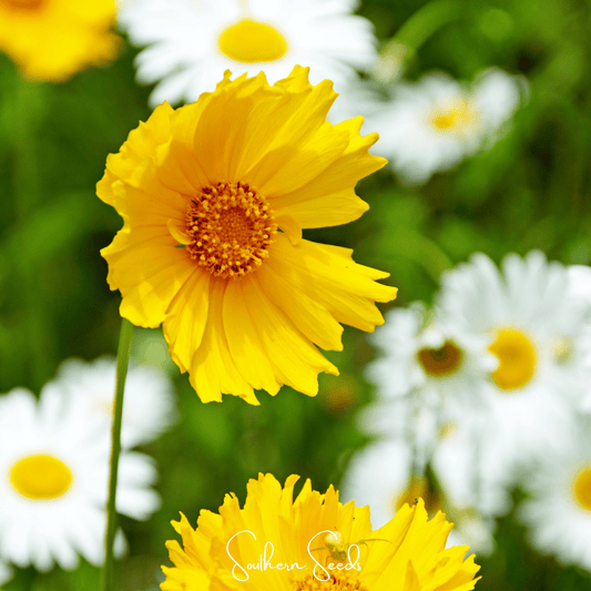 Close-up of a yellow Coreopsis flower with a blurred background of greenery and other flowers.