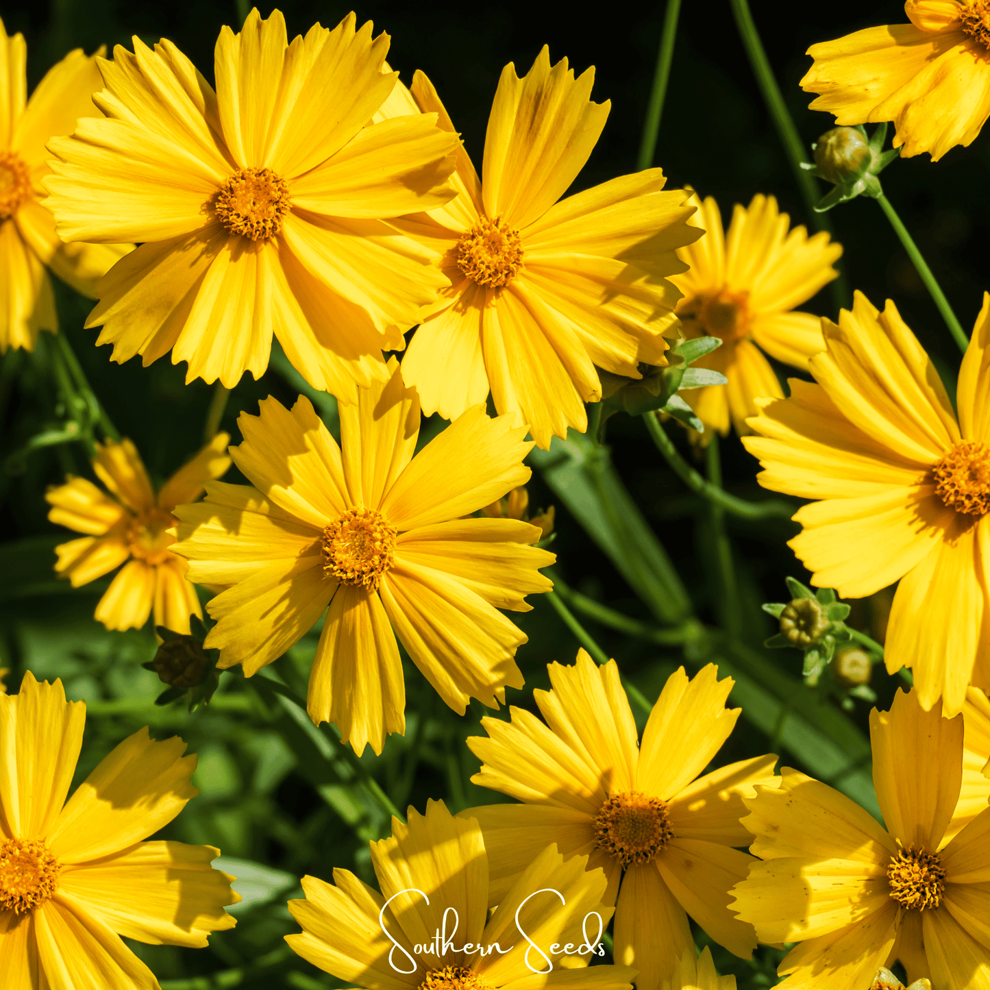 Close-up of bright yellow Coreopsis flowers with green leaves, featuring 'Southern Seeds' branding.