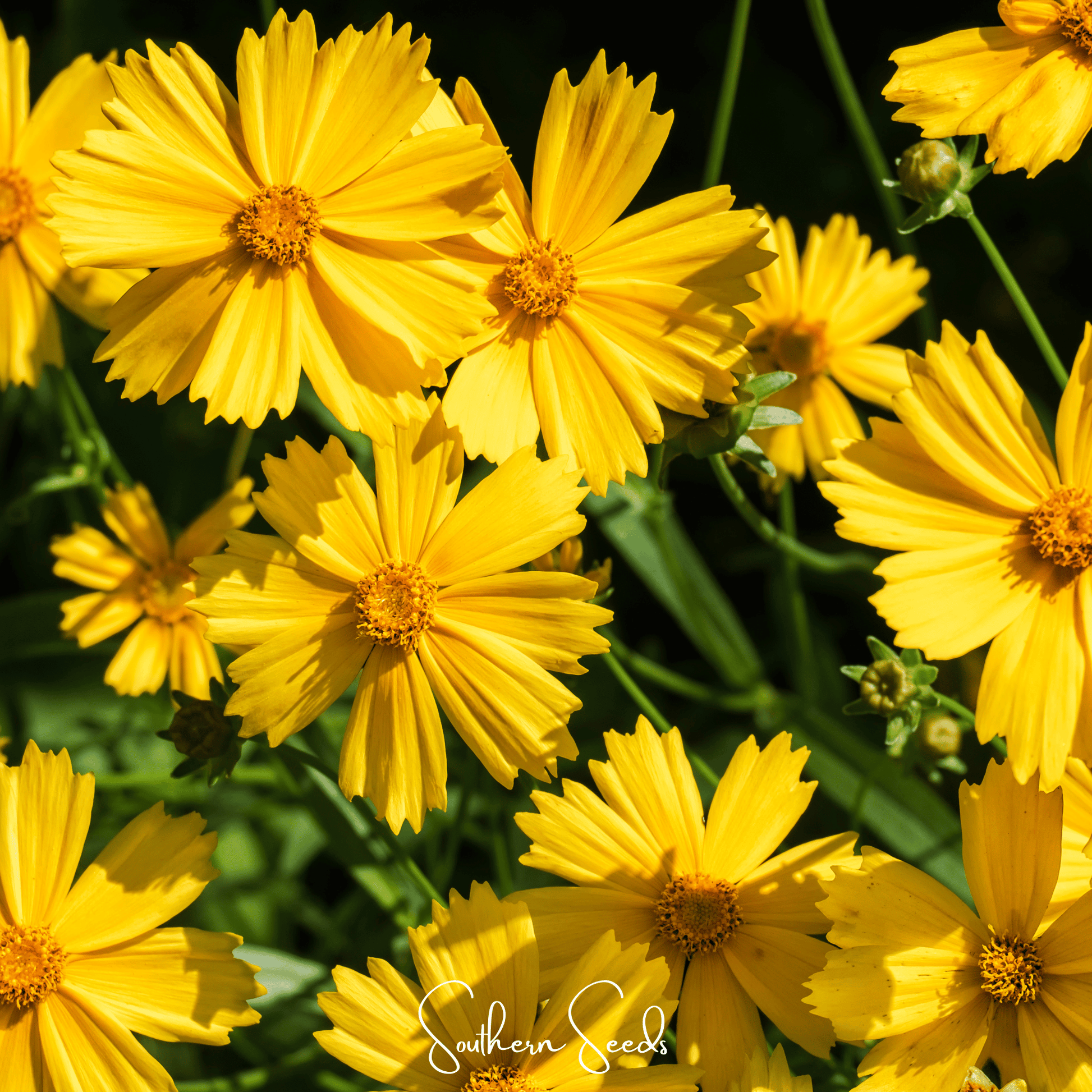 Close-up of bright yellow Coreopsis flowers with green leaves, featuring 'Southern Seeds' branding.