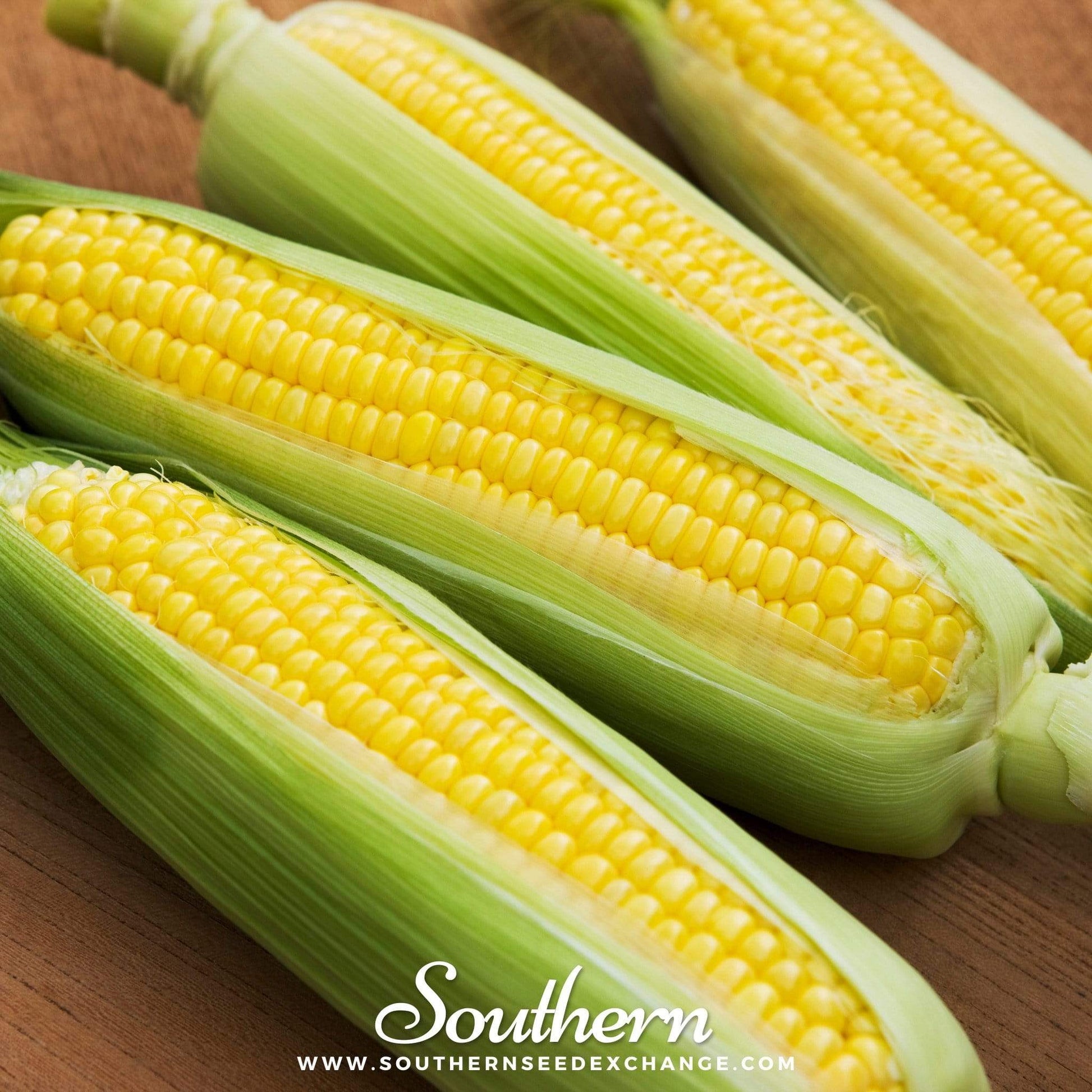 Three ears of yellow corn on the cob with green husks on a wooden surface, branded 'Southern'.