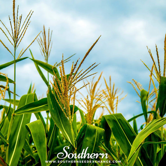 Corn plants with mature ears against a blue sky, featuring the Southern Seed Exchange logo.