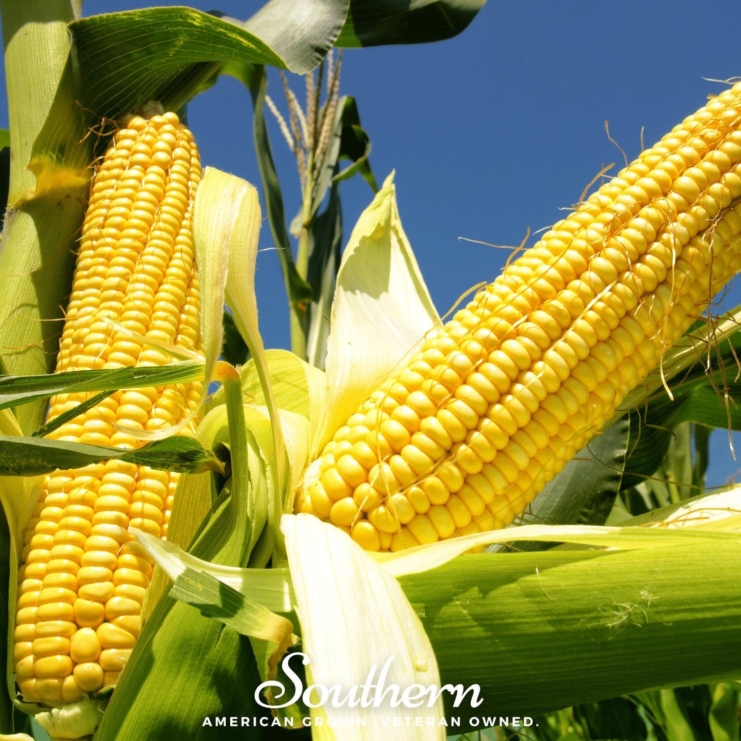 Bodacious Corn – 30 Seeds