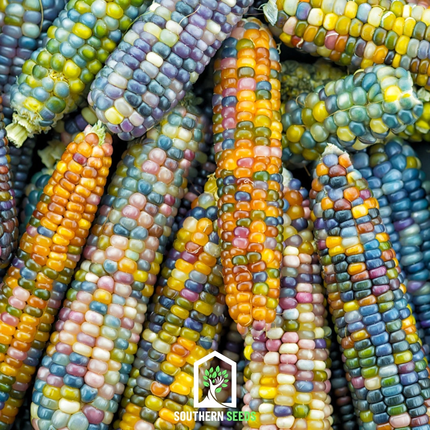 Glass Gems Corn – 30 Seeds