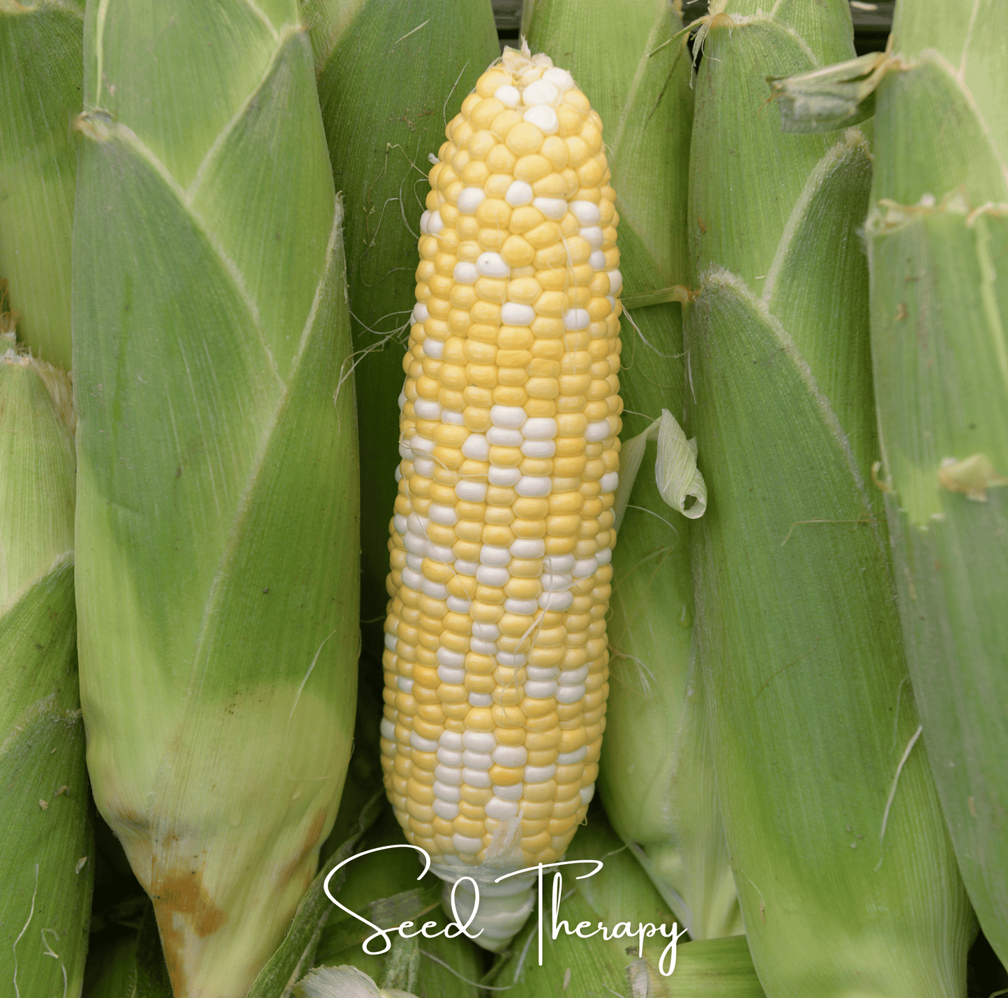 Yellow and White corn on the cob with green husks, featuring the brand 'Seed Therapy'.