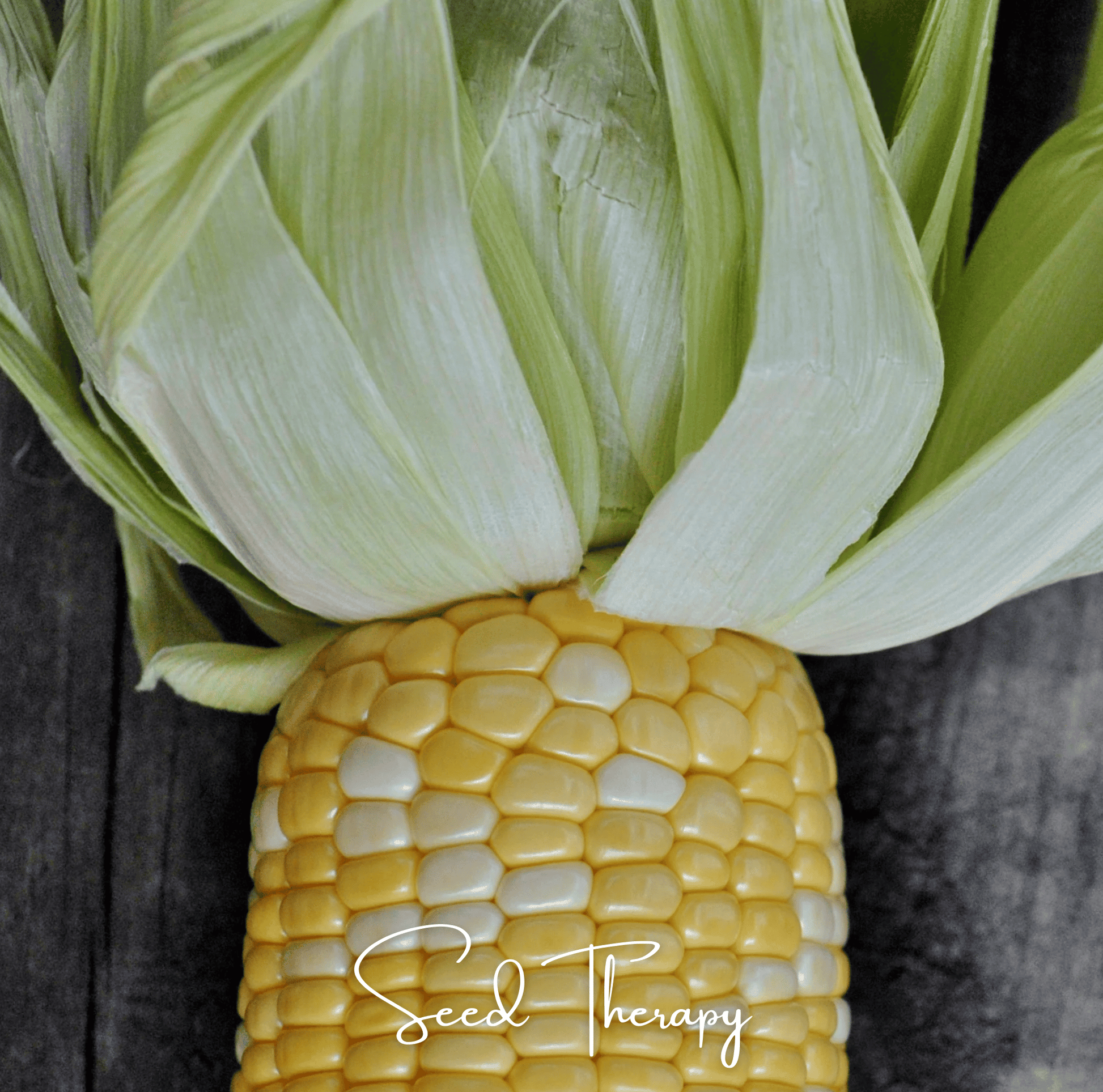 Corn on the cob with husk on a dark surface, featuring the brand 'Seed Therapy'.
