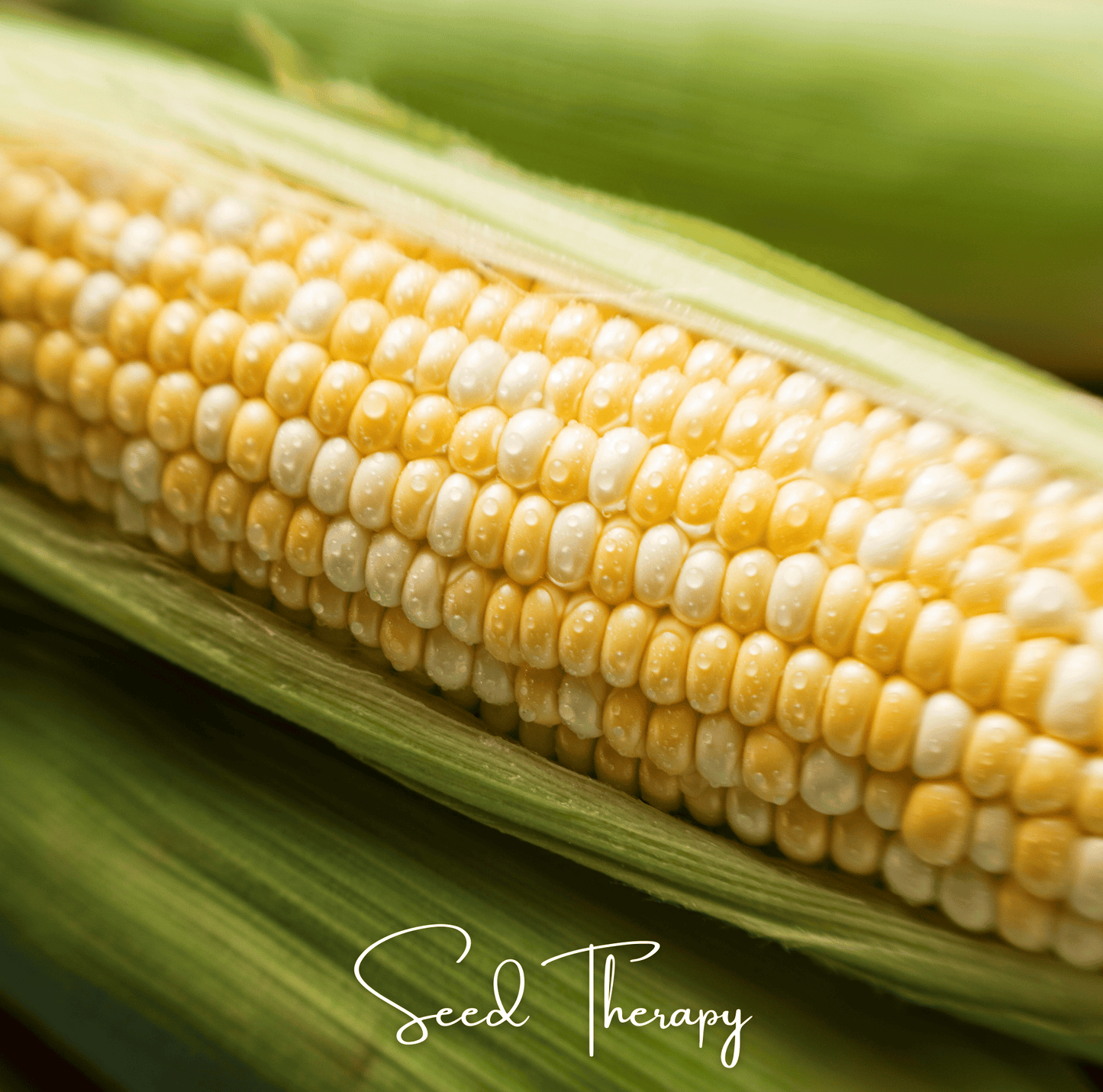 Close-up of a corn cob with 'Seed Therapy' branding.