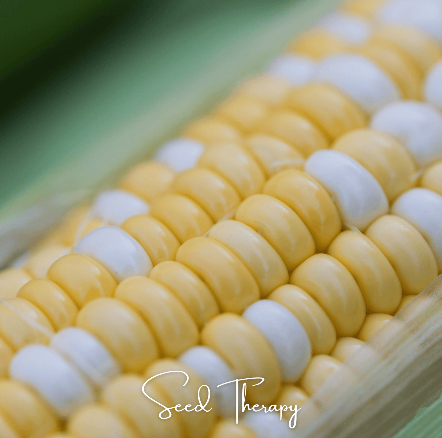 Close-up of a corn cob with 'Seed Therapy' branding.
