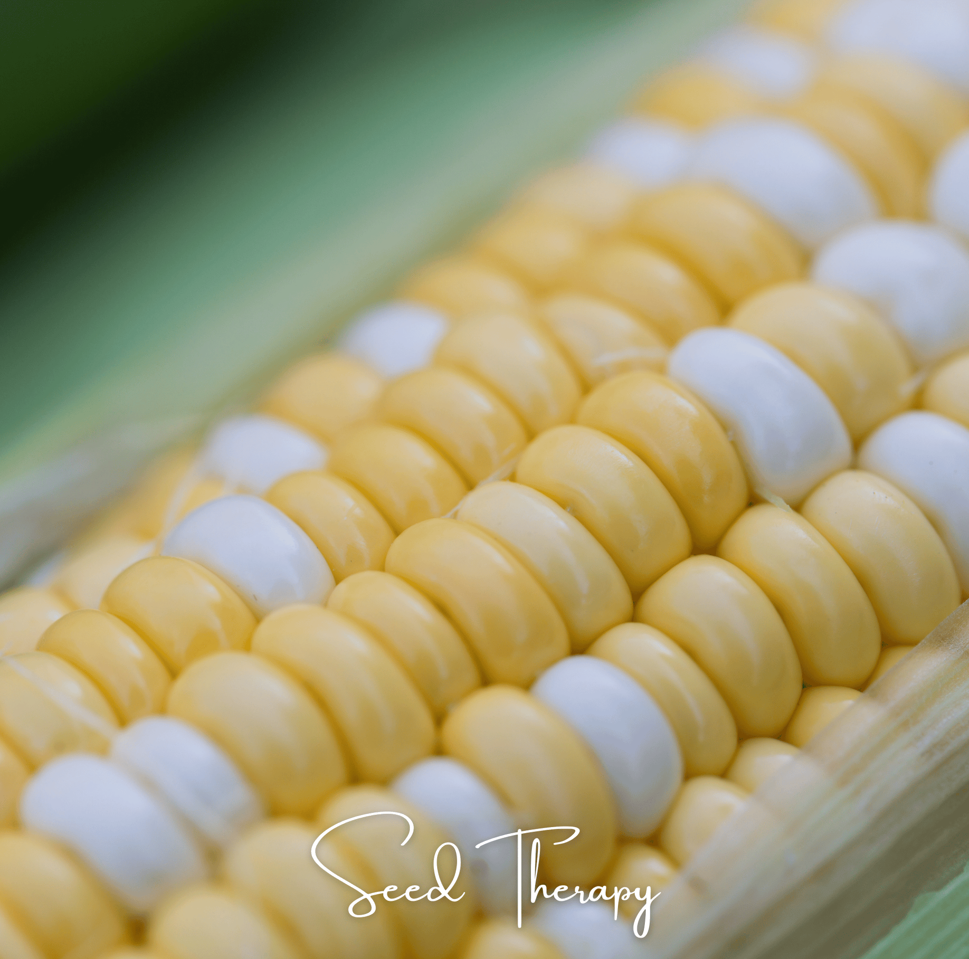Close-up of a corn cob with 'Seed Therapy' branding.