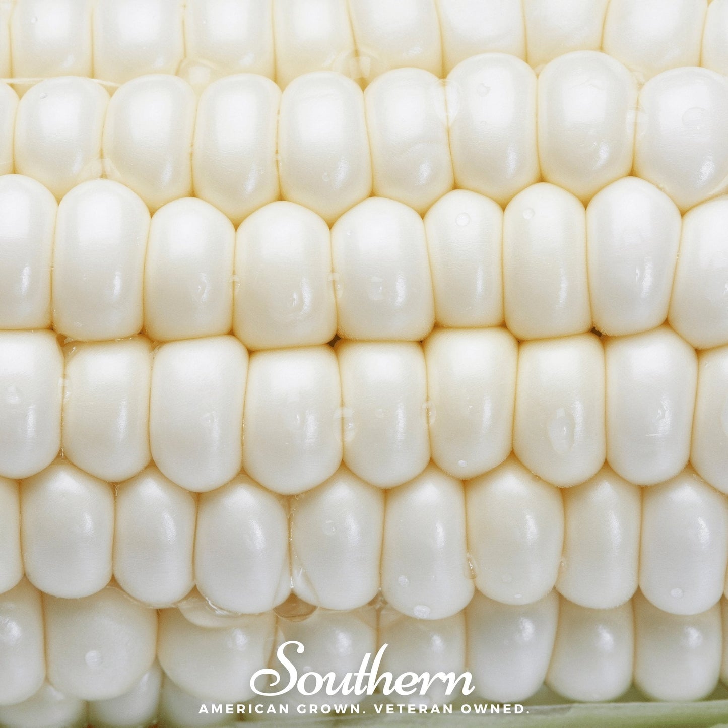 Stowells Evergreen Sweet Corn – 30 Seeds