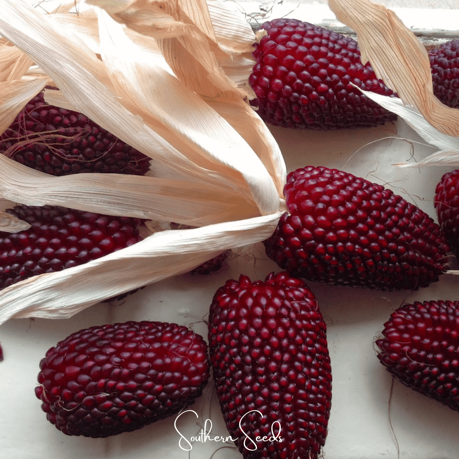 Red corn kernels on a white background with 'Southern Seeds' branding.