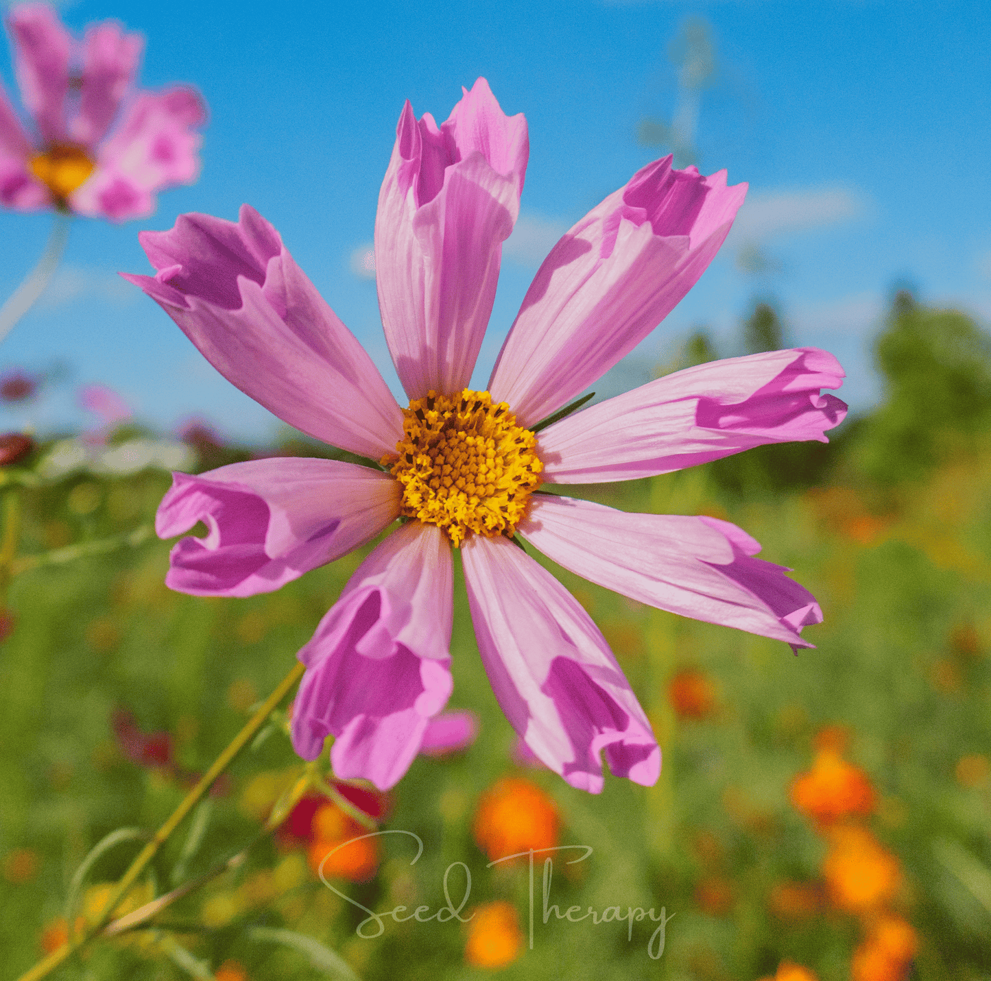 Close-up of a pink flower with a yellow center against a blue sky.