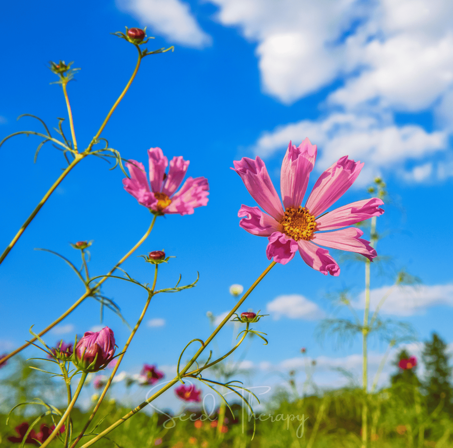 Pink flowers with a blue sky and clouds in the background