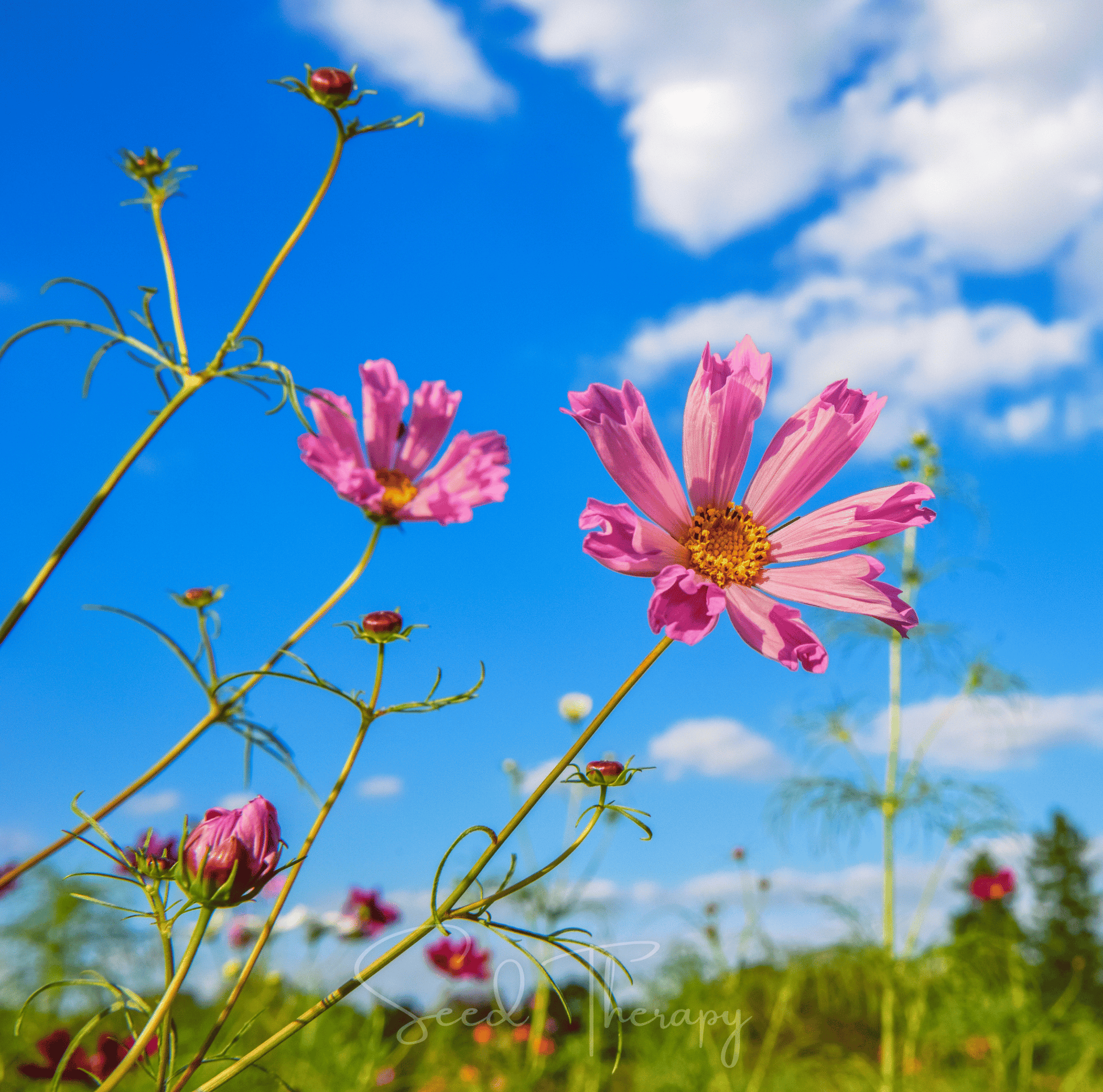 Pink flowers with a blue sky and clouds in the background