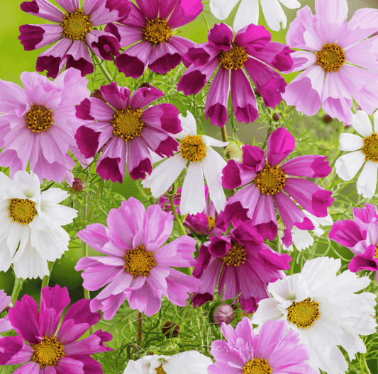 Colorful flowers including pink, purple, and white blossoms with green leaves on a blurred green background.