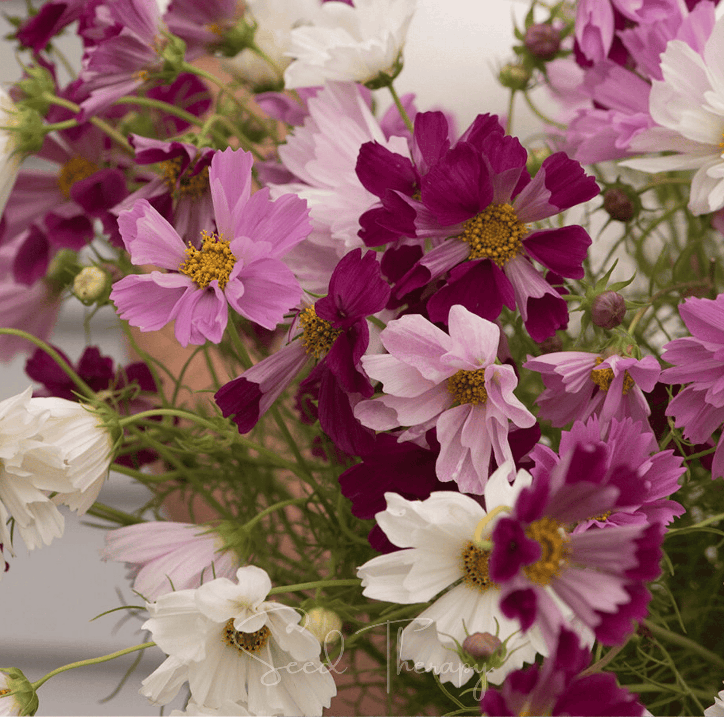Close-up of pink, white, and purple cosmos flowers.