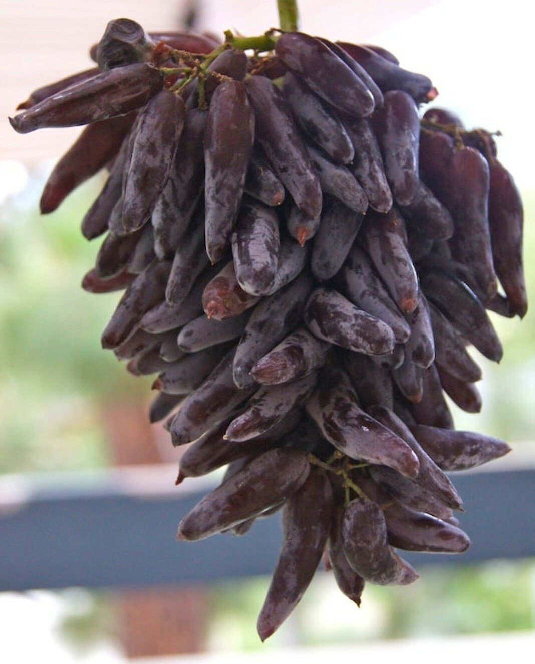 Bunch of dark purple grapes hanging outdoors with a blurred background