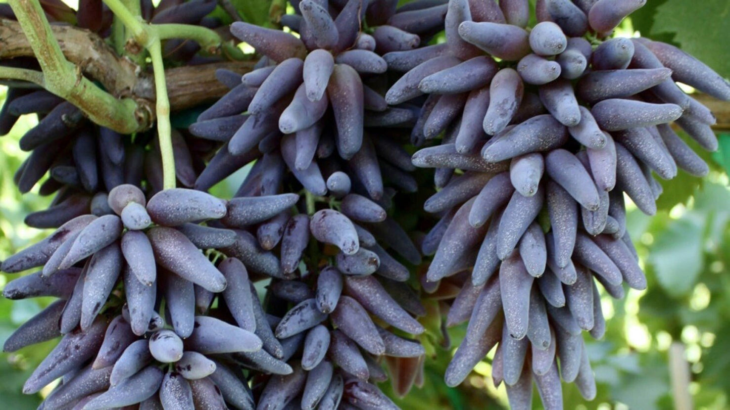 Bunch of purple grapes on a vine with green leaves in the background