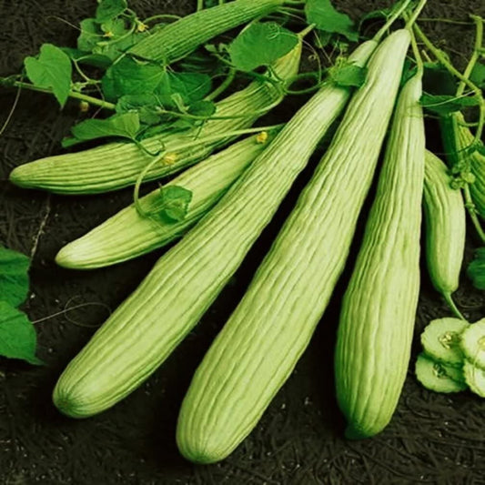 Cucumber Armenian Long - 10 Seeds - 70 Day Harvest Vegetable Heirloom Non GMO