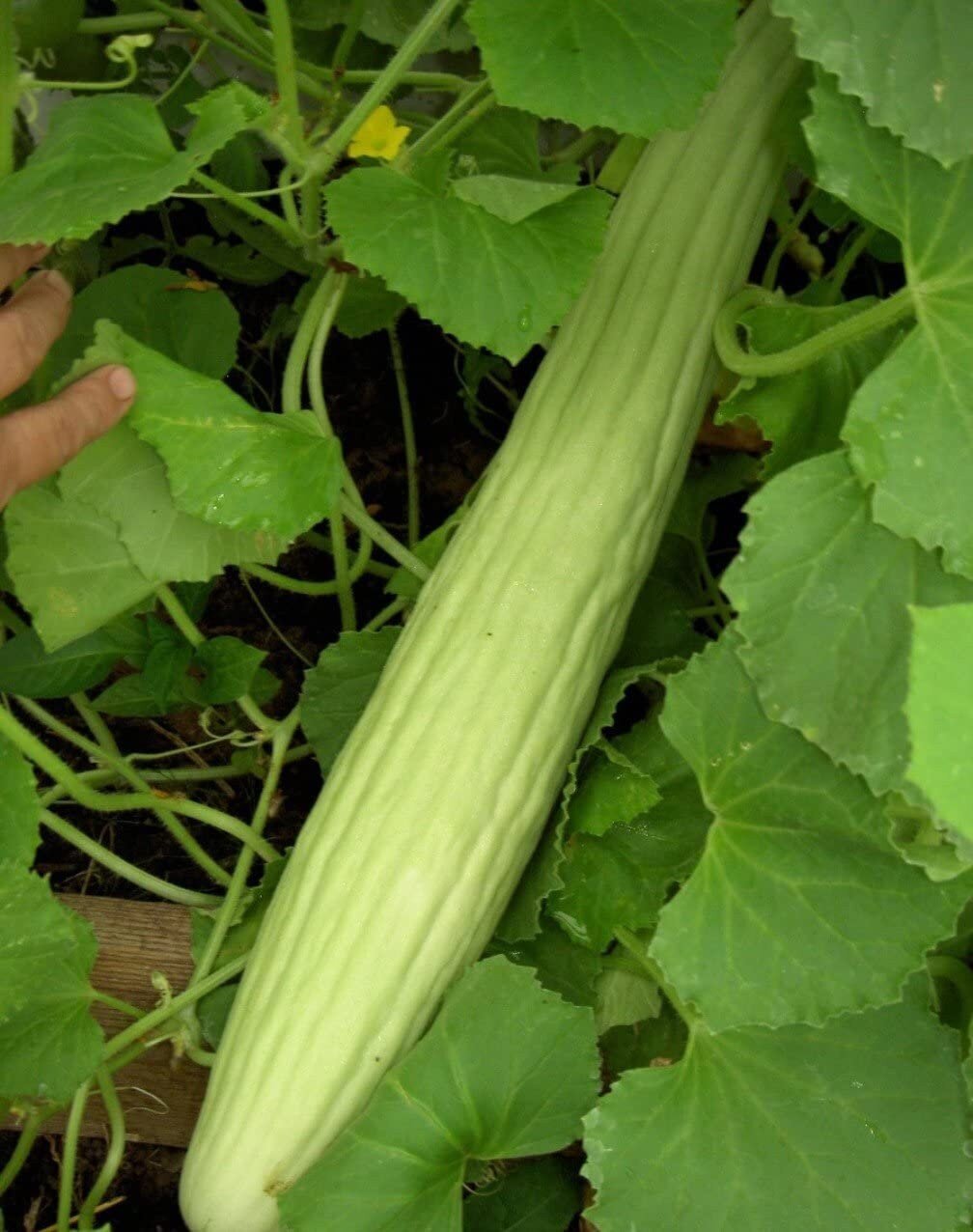 Cucumber Armenian Long - 10 Seeds - 70 Day Harvest Vegetable Heirloom Non GMO